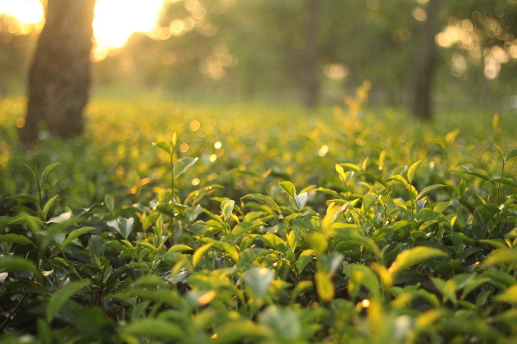 tea garden, natural, green-2692217.jpg